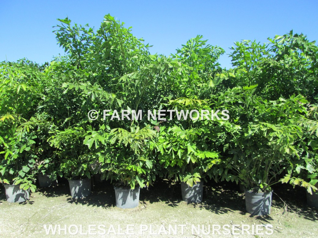 10-Gallon-Fishtail-Palm-Trees