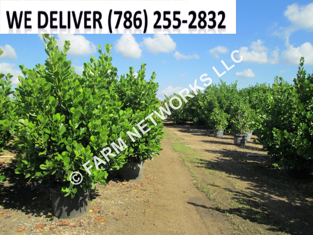 100 Gallon-Florida Clusia Nursery