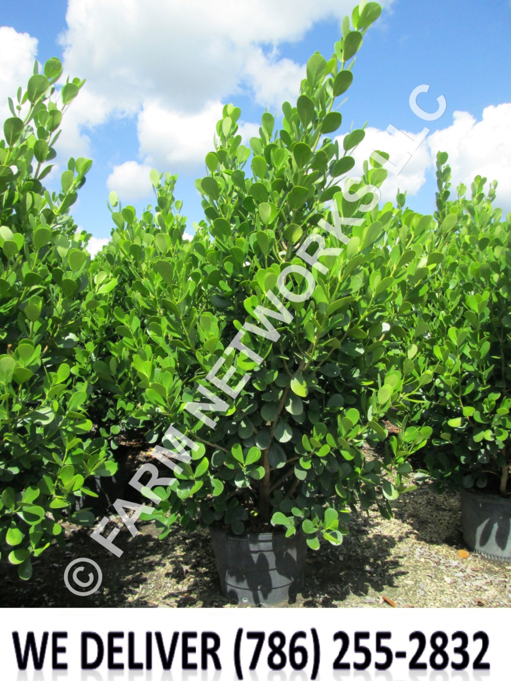 100-Gallon-Small-Leaf-Clusia