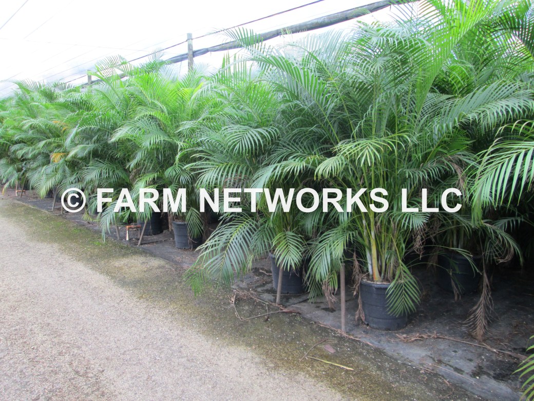 15-Gallon-Areca-Palm-Trees