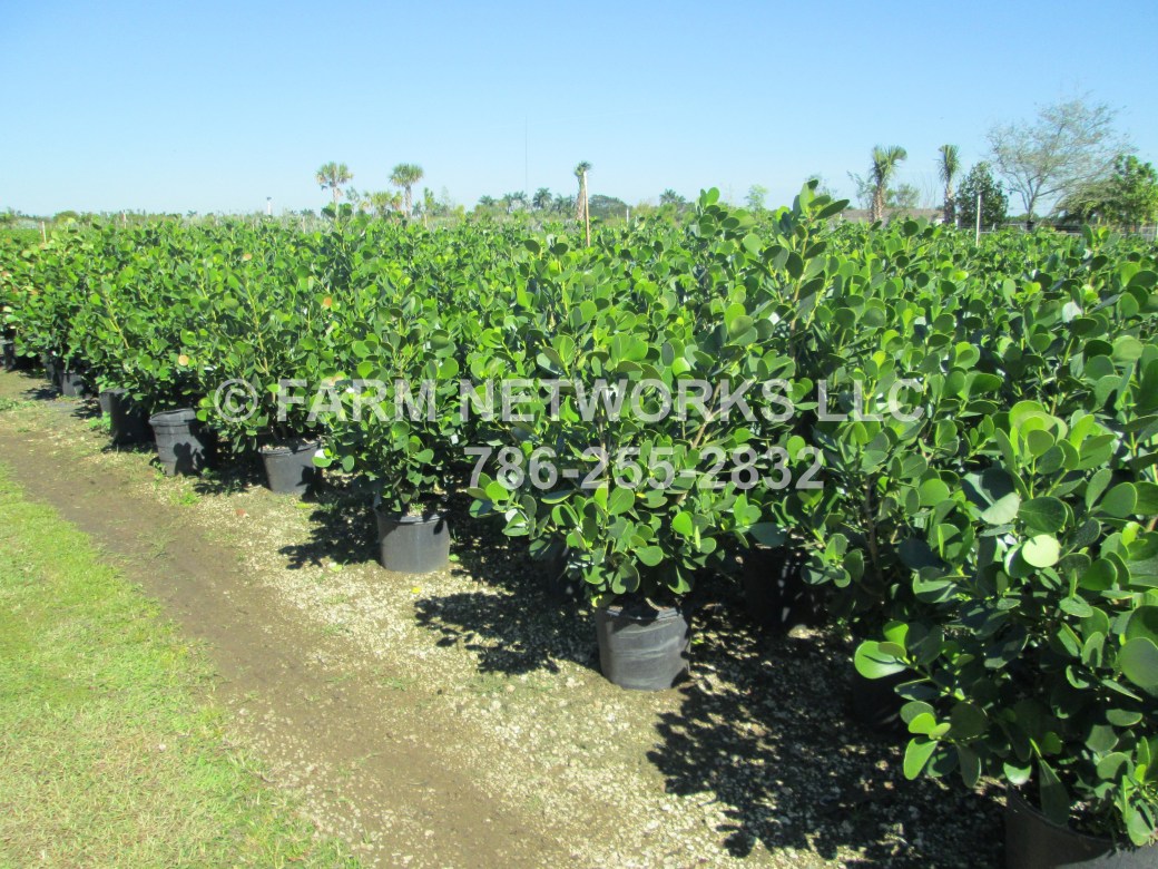 15 Gallon-Clusia Perimeter Plantings