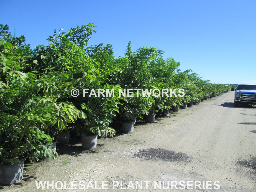 15-Gallon-Fishtail-Palm-Trees