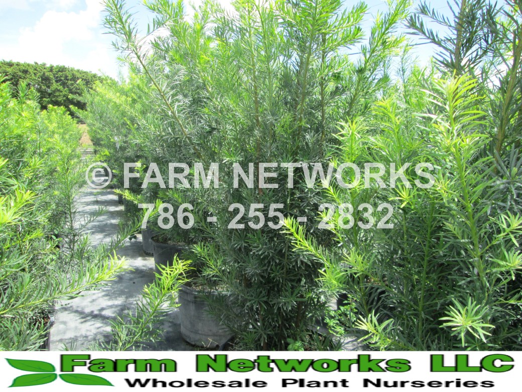 15 Gallon-Florida Podocarpus Nursery