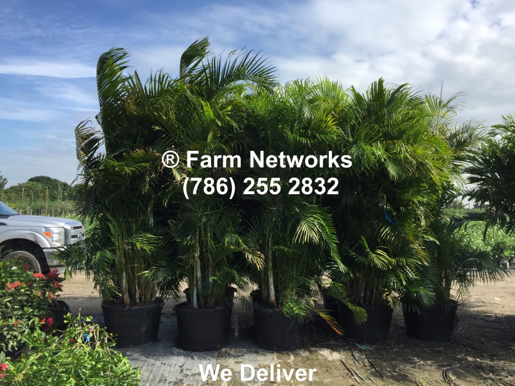 25-Gallon-Areca-Palm-Trees