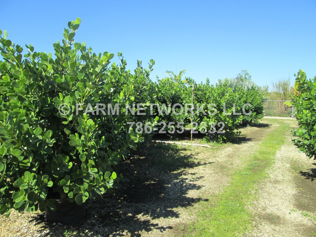 25 Gallon-Clusia Perimeter Plantings