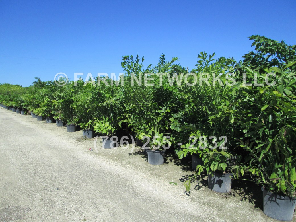 25-Gallon-Fishtail-Palm-Trees