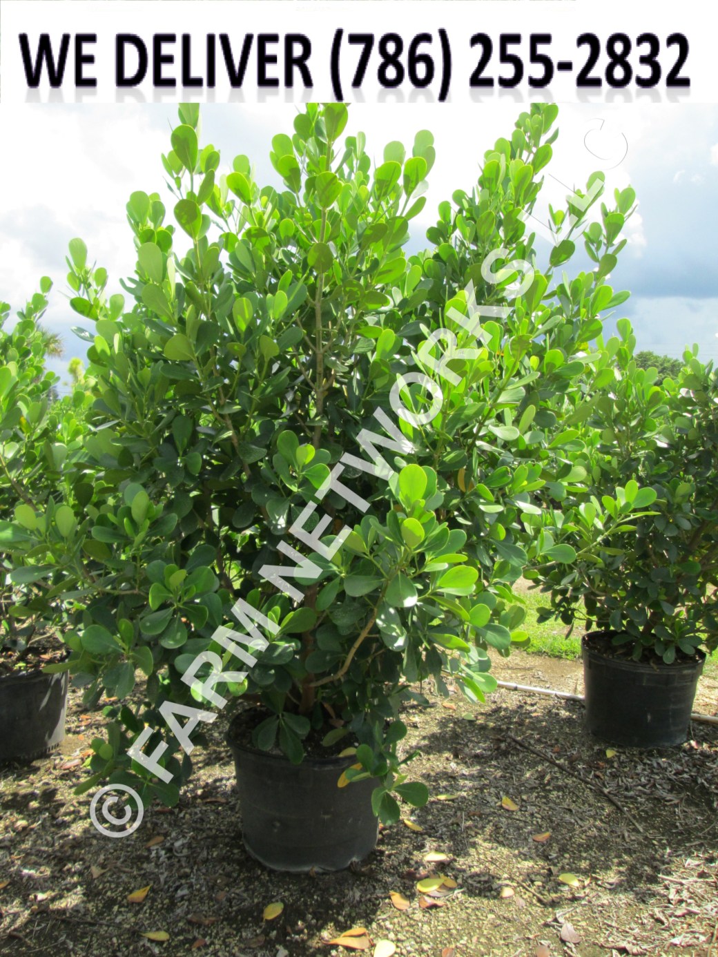 25 Gallon-Florida Clusia Nursery