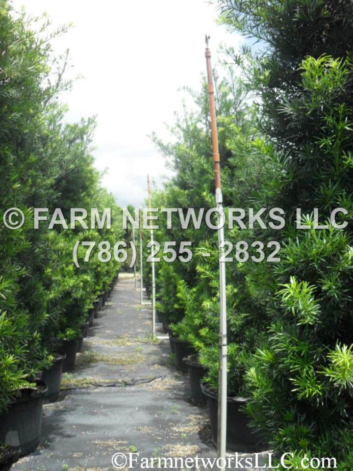 25 Gallon Podocarpus