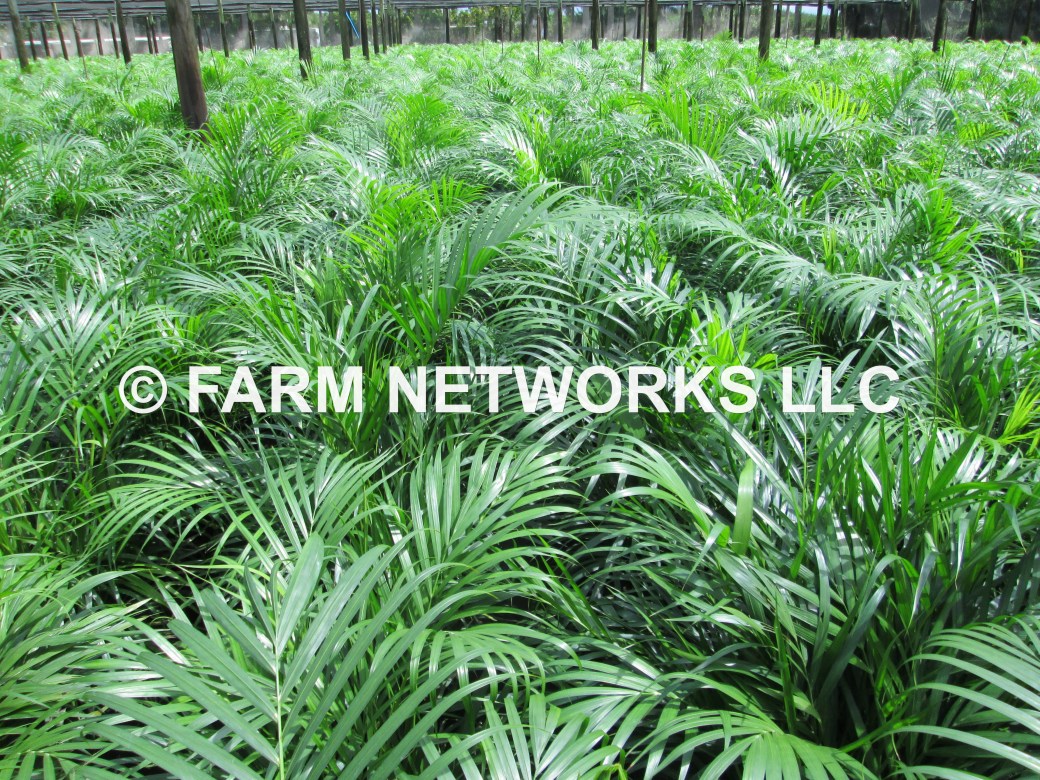 3-Gallon-Areca-Palm-Trees