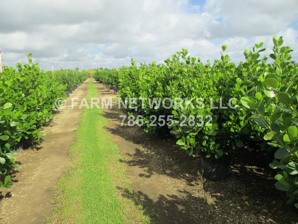 3 Gallon-Clusia Perimeter Plantings