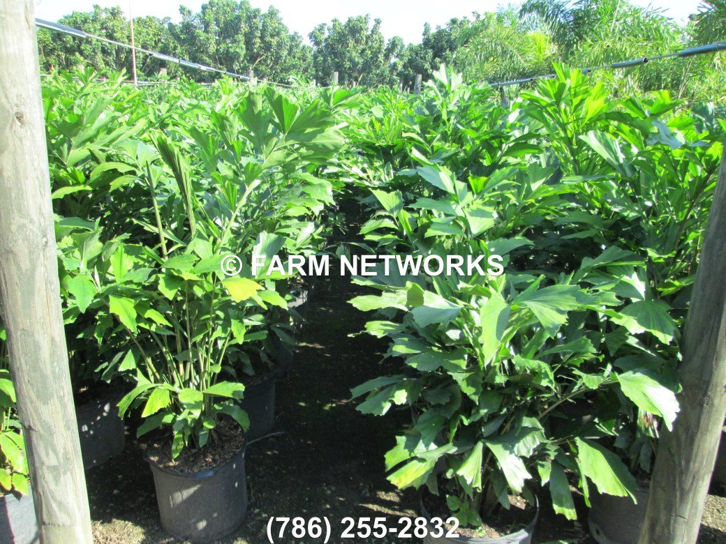 3-Gallon-Fishtail-Palm-Trees