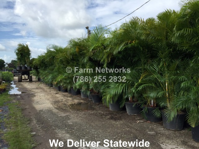 30-Gallon-Areca-Palm-Trees  15-Gallon Clusia-Hedge Plants for Sale