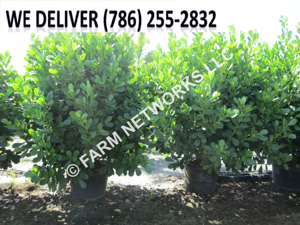 30 Gallon-Clusia Plants for Sale