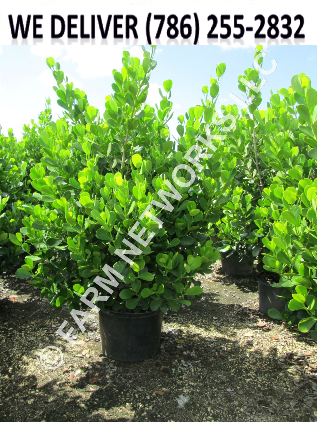 30 Gallon-Florida Clusia Nursery