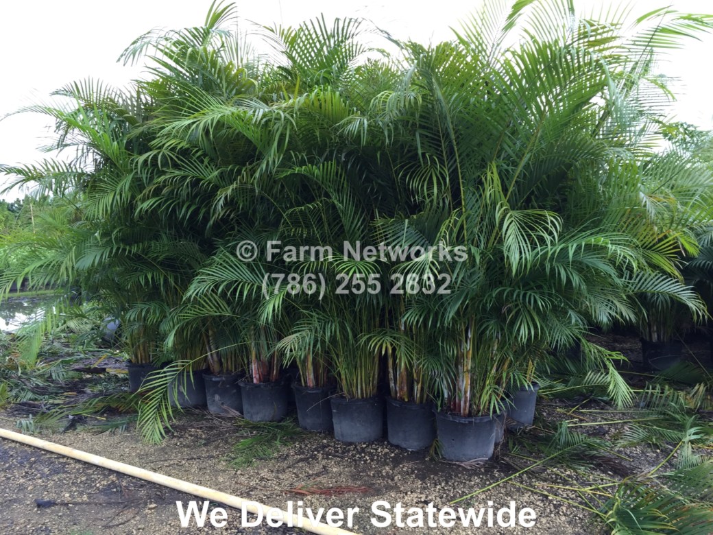 45-Gallon-Areca-Palm-Trees