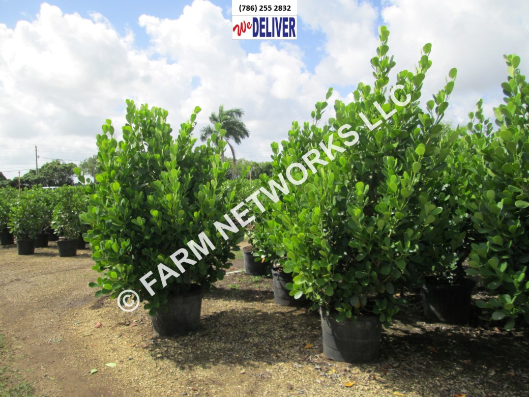 45-Gallon-Clusia-Hedge