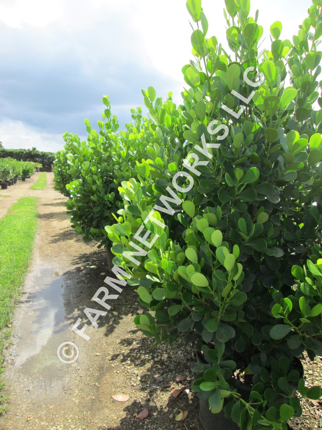 45 Gallon-Clusia Perimeter Plantings