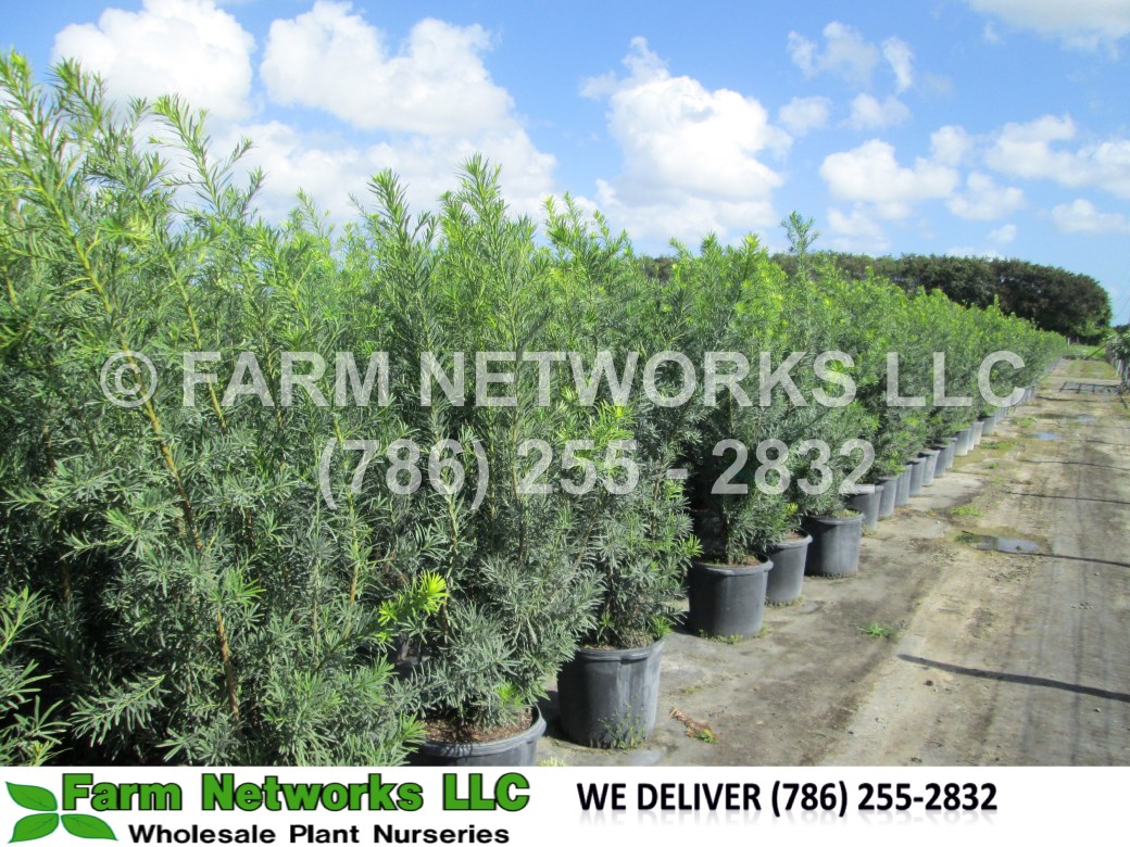 45-Gallon-Podocarpus-Hedges