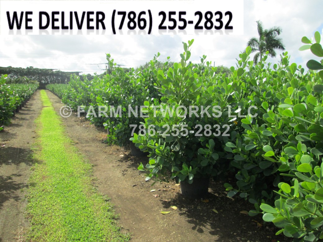 clusia guttifera growth rate