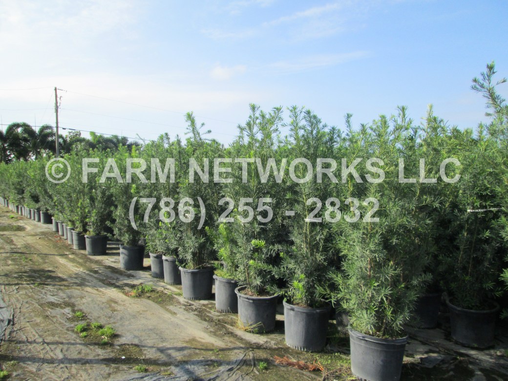 Wholesale Podocarpus