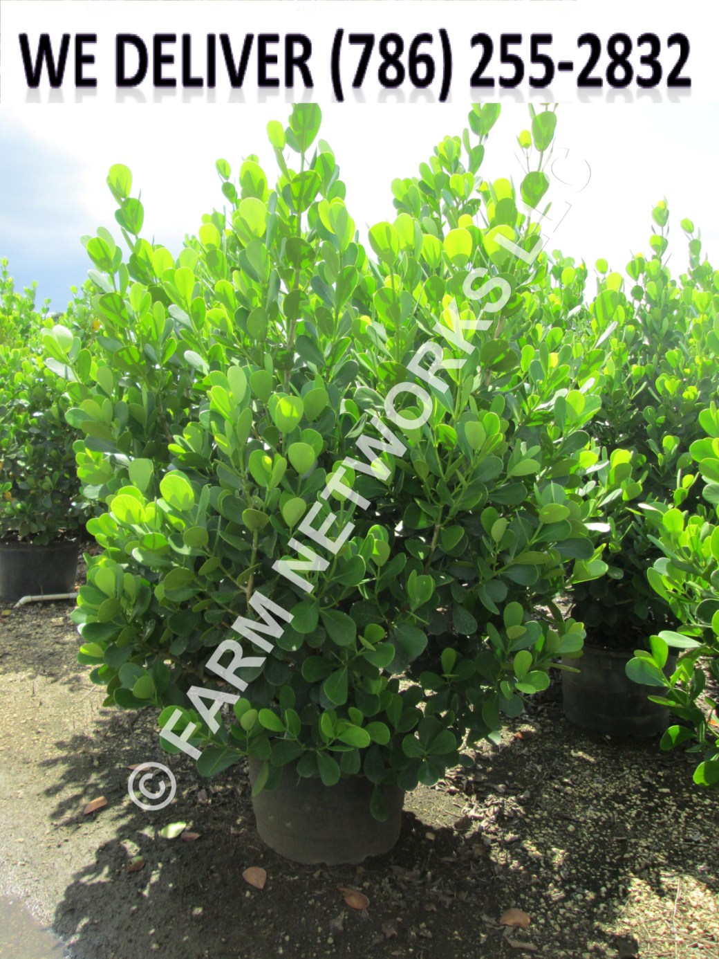 65 Gallon-Clusia Plants for Sale