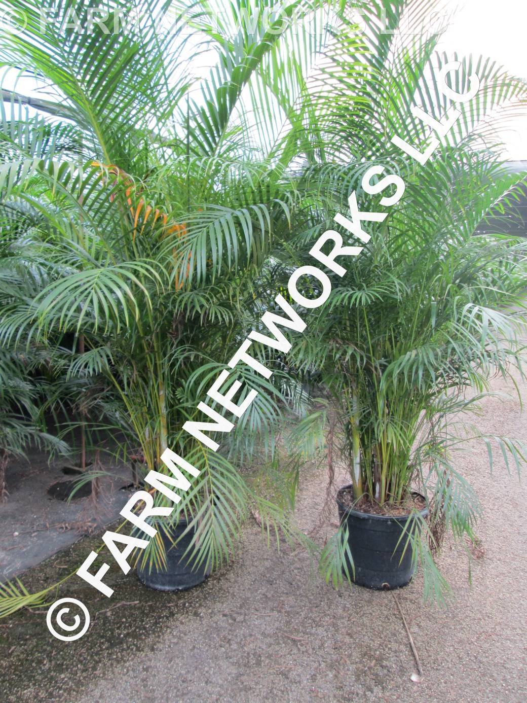 7-Gallon-Areca-Palm-Trees