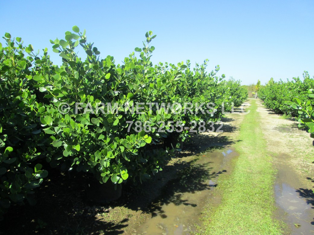 7 Gallon-Clusia Perimeter Plantings