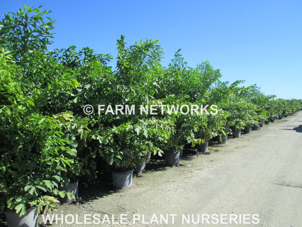 7-Gallon-Fishtail-Palm-Trees