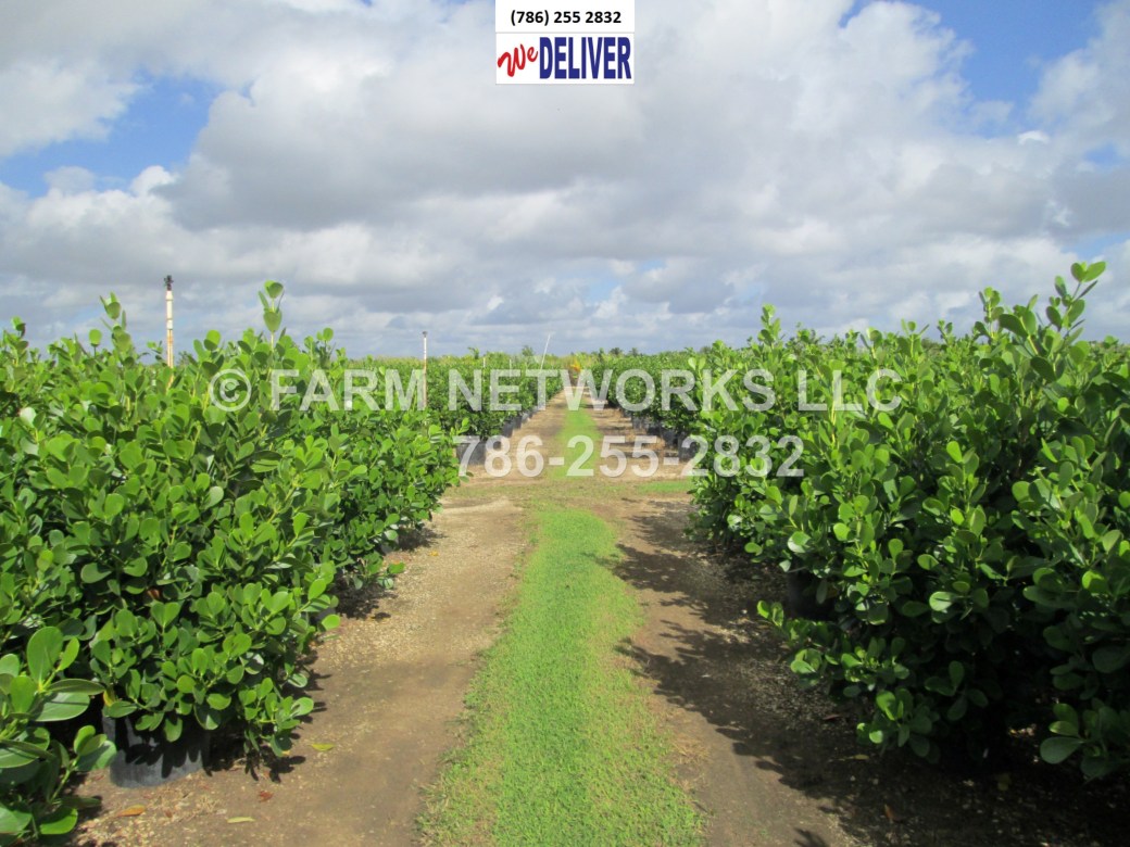 7 Gallon-Florida Clusia Nursery