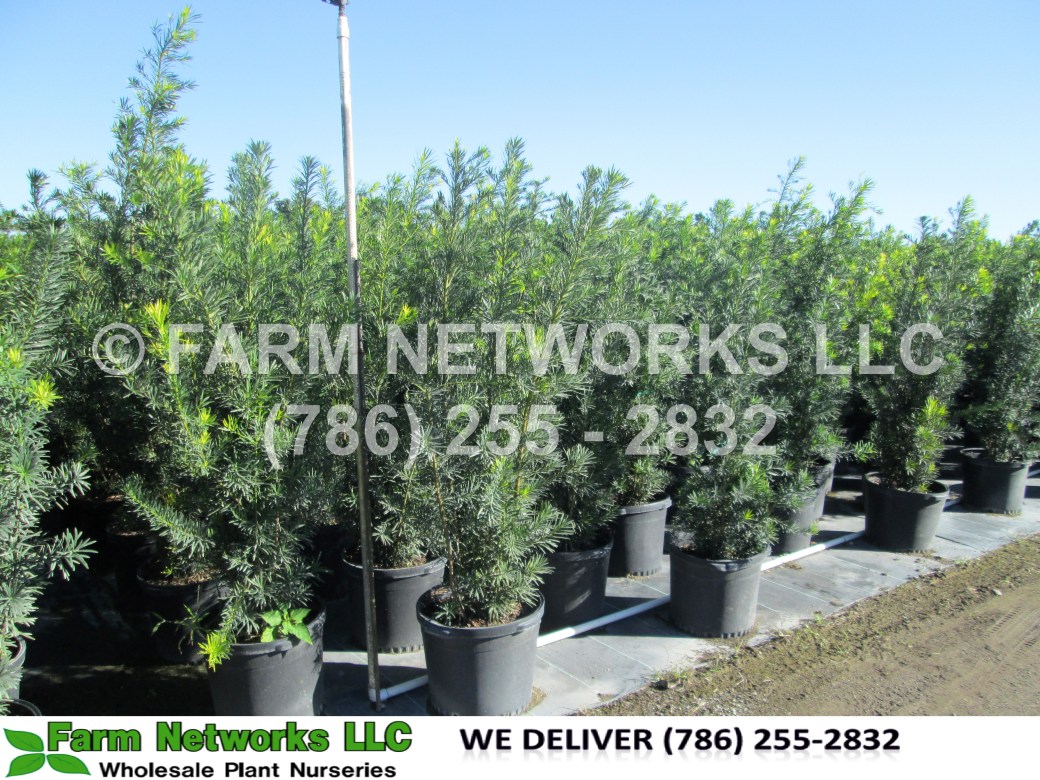 Miami Podocarpus Nursery