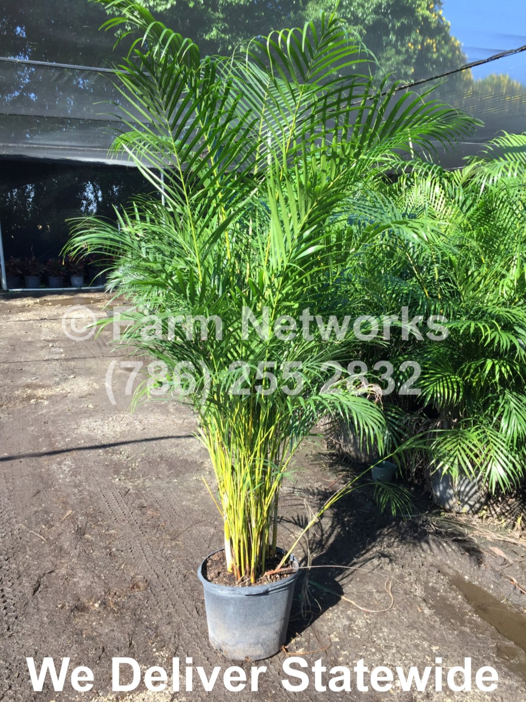 Areca-Palm-Trees-Broward