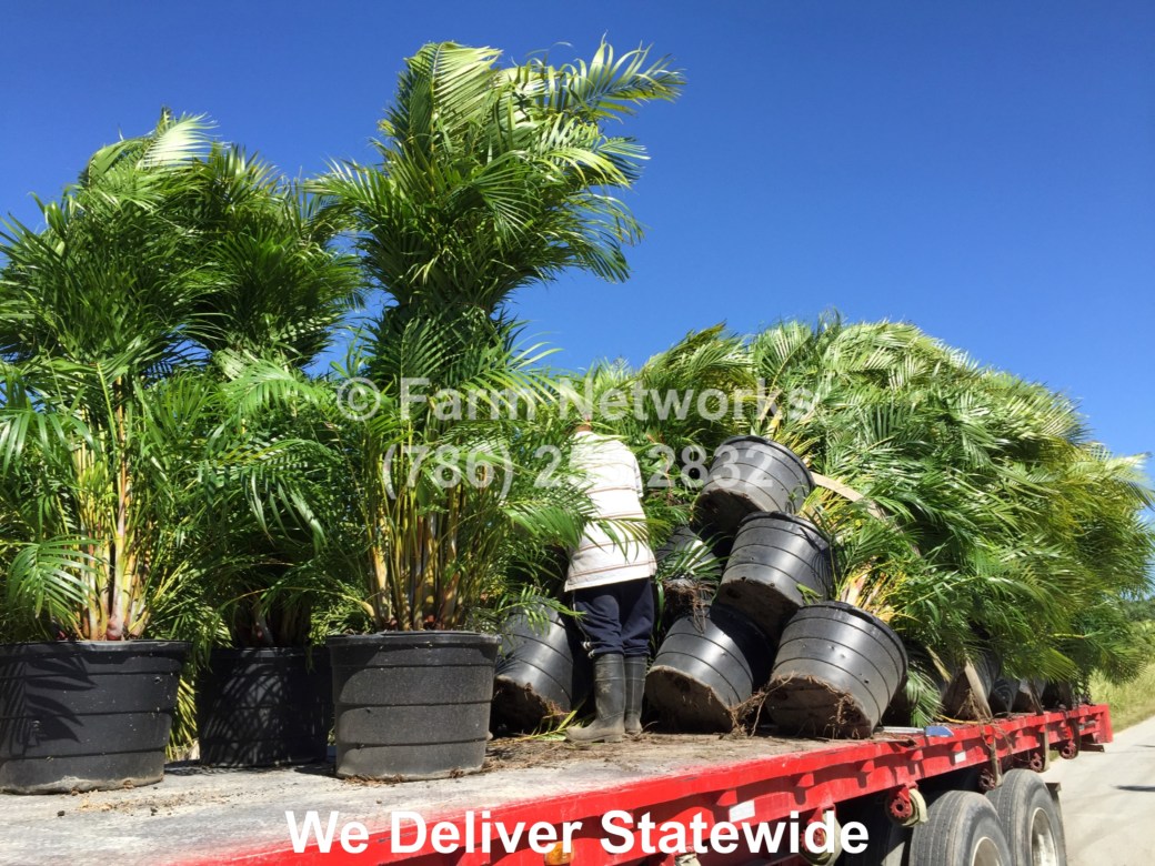 Areca-Palm-Trees-Coral Springs