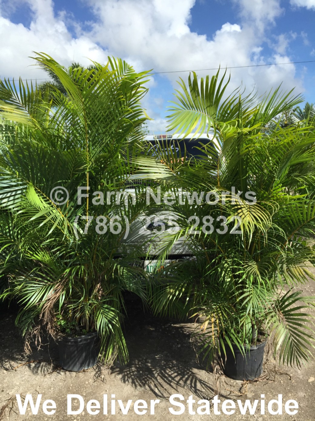 Areca-Palm-Trees-Miami