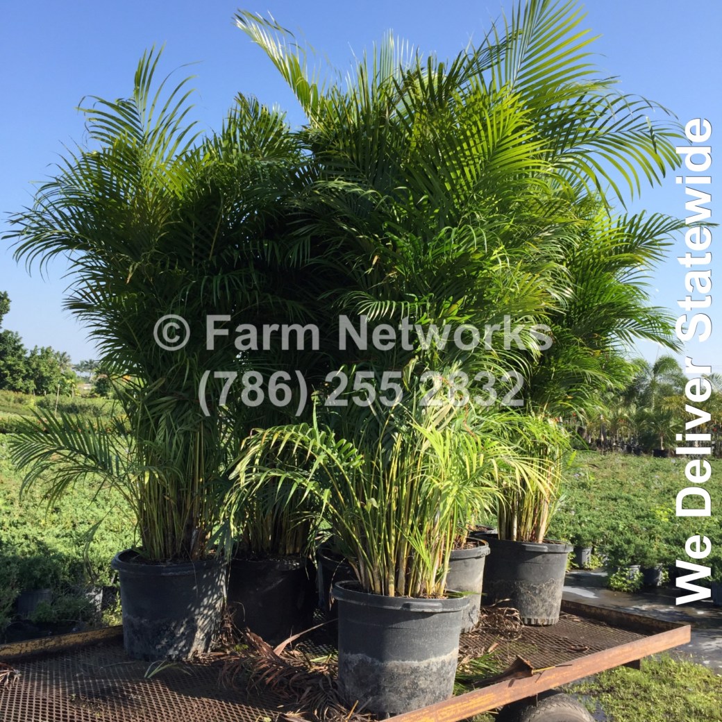 Areca-Palm-Trees-Nursery