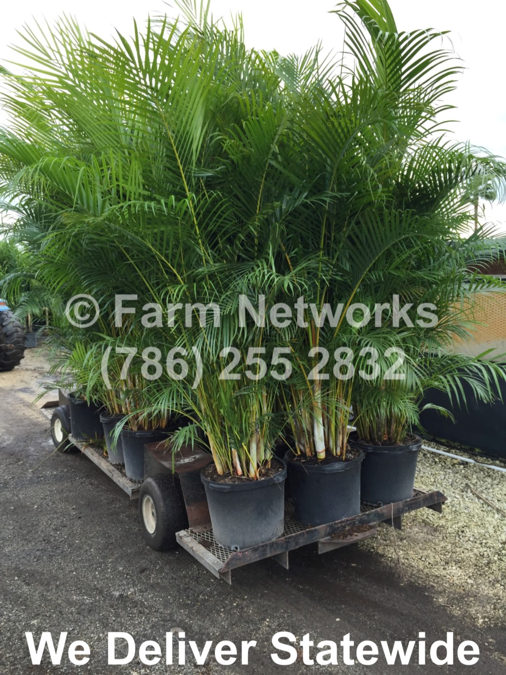 Areca-Palm-Trees-Wholesale