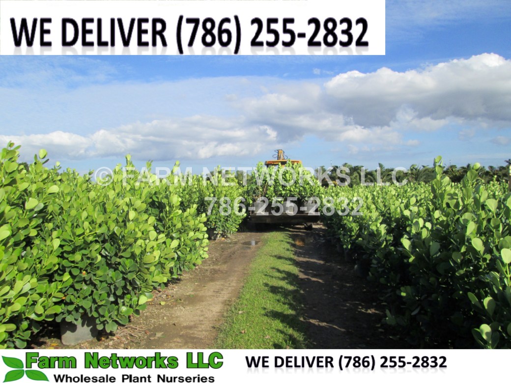 Guttifera Small Leaf