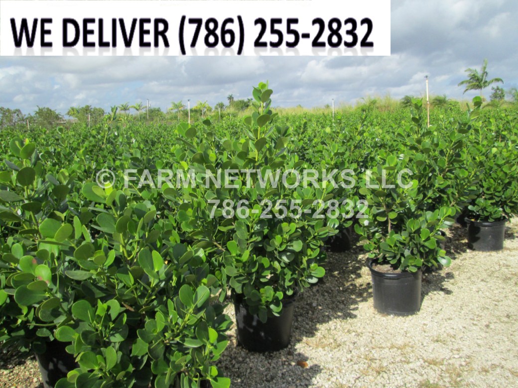 Broward-Clusia-Hedge