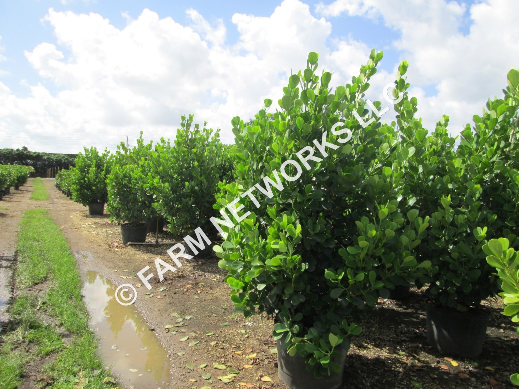 Central Florida Wholesale-Clusia