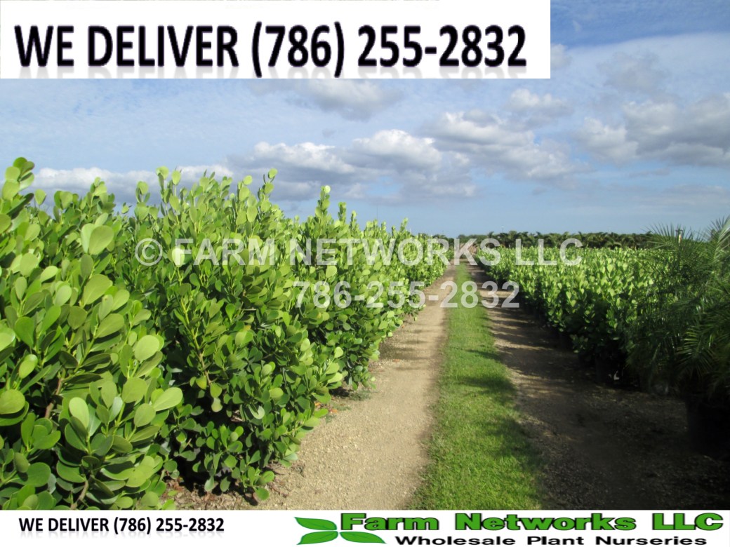 Clusia for Sale-Broward