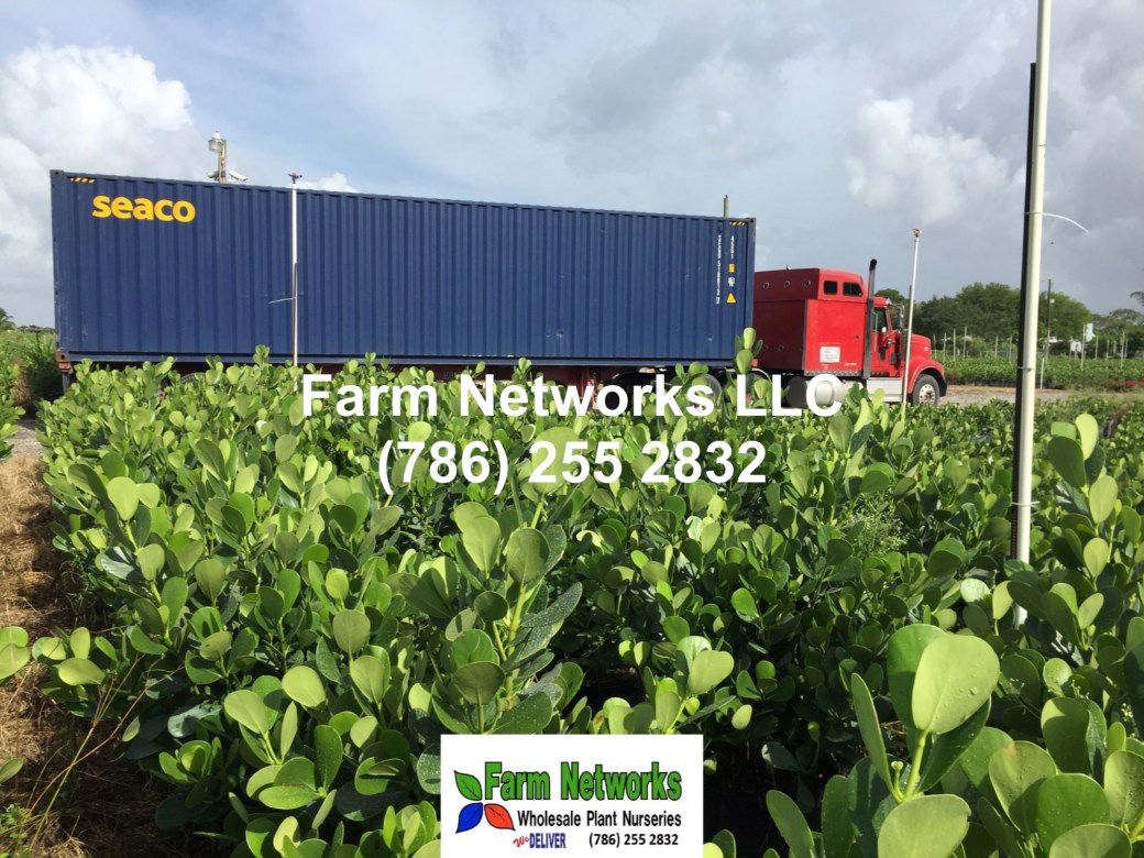 Clusia for Sale-Miami