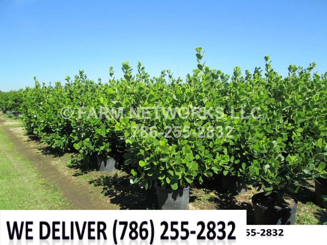 Clusia-Hedge-for-Sale-Miami