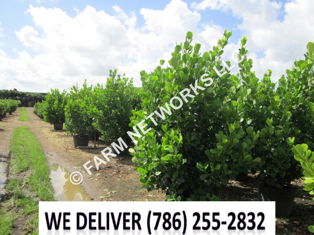 Clusia Hedge for Sale