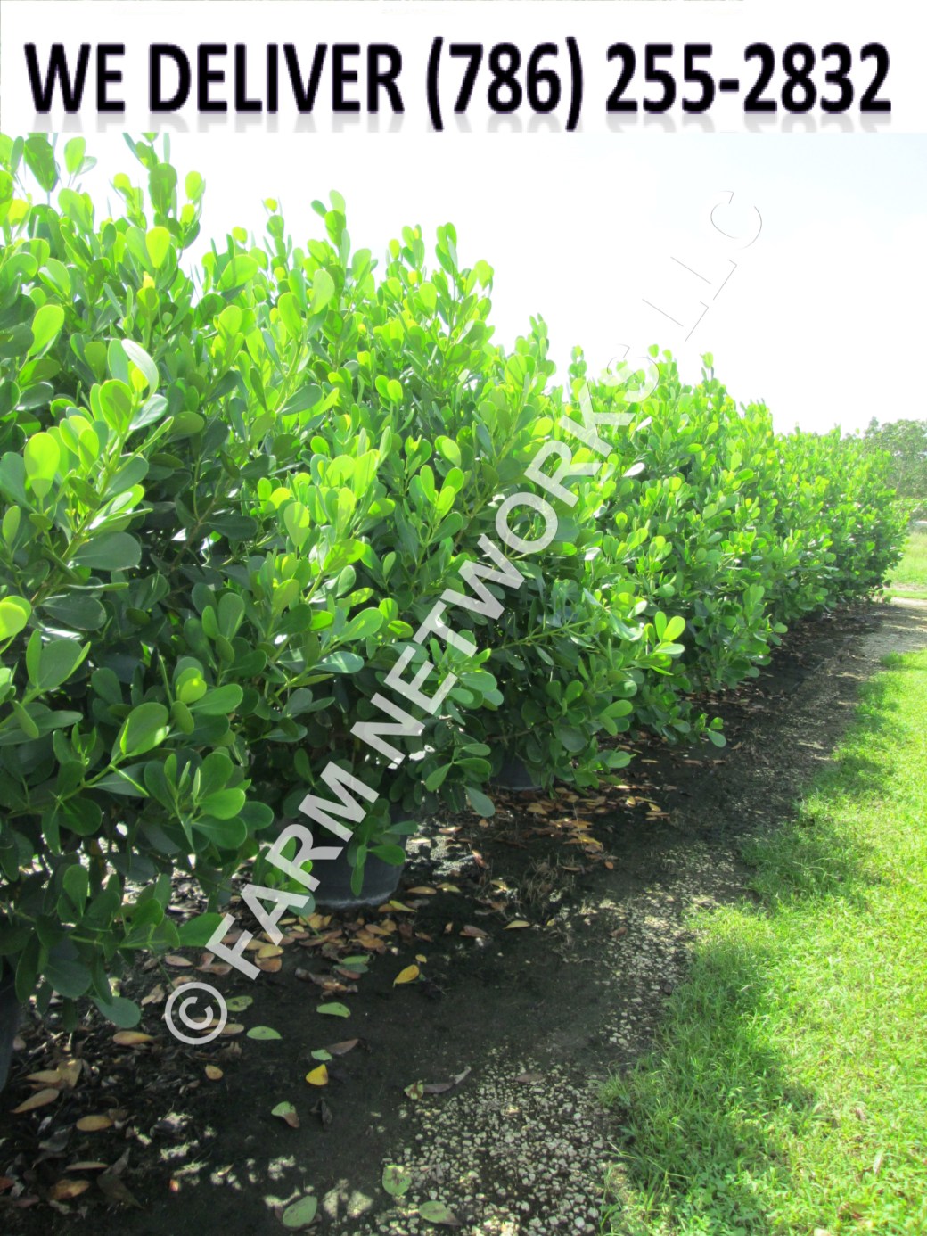 Clusia-Hedge-Nursery-Miami