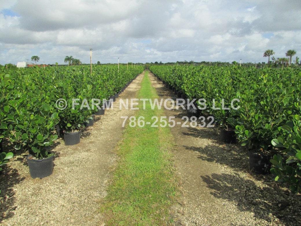 Clusia Guttifera Small Leaf