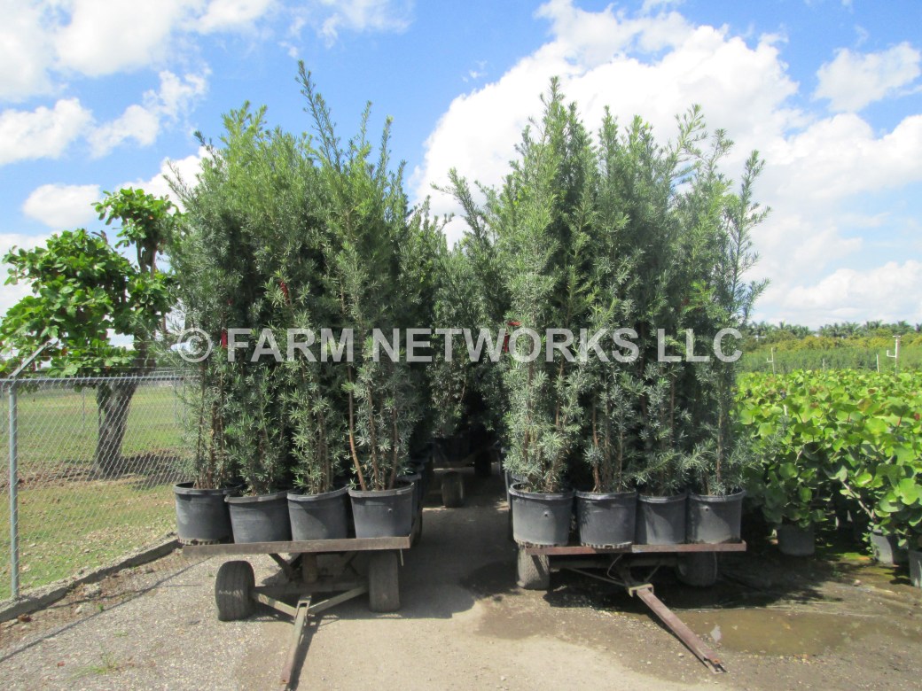 Coral Springs Podocarpus Nursery