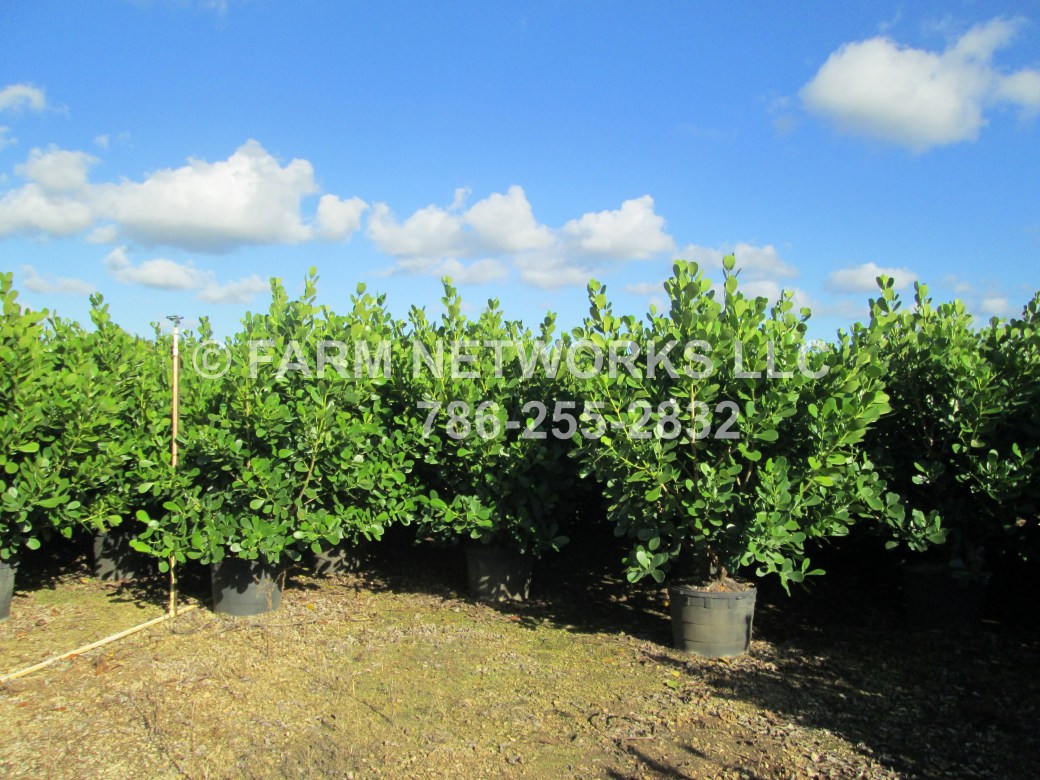 Disney -Clusia Nursery