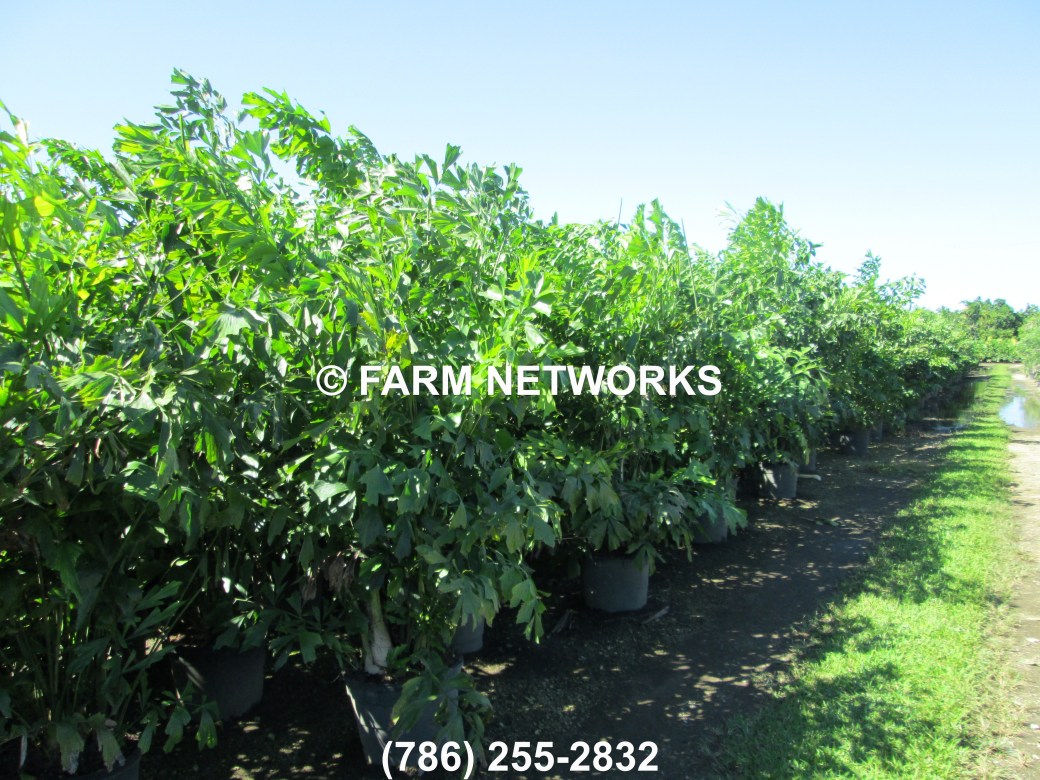 Field Grown-Fishtail-Palm-Trees