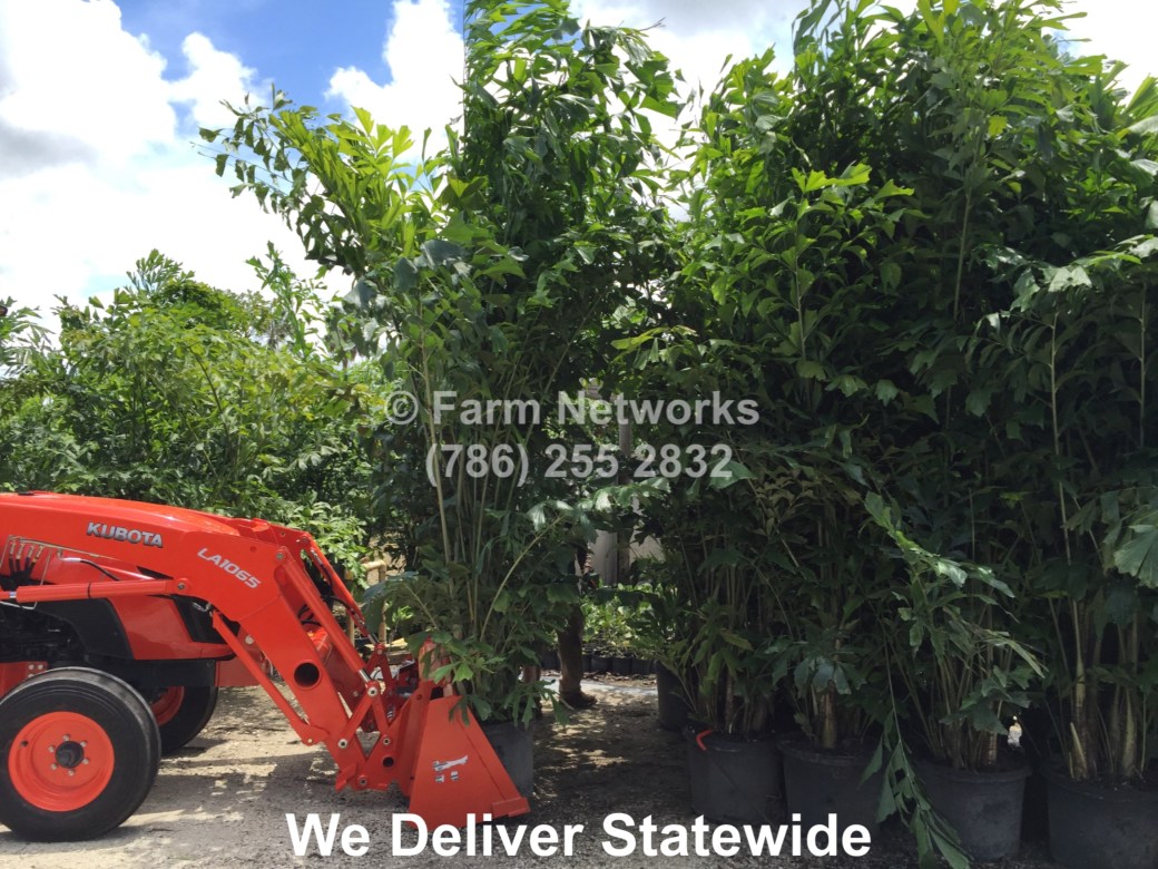 Fishtail-Palm-Trees-Broward