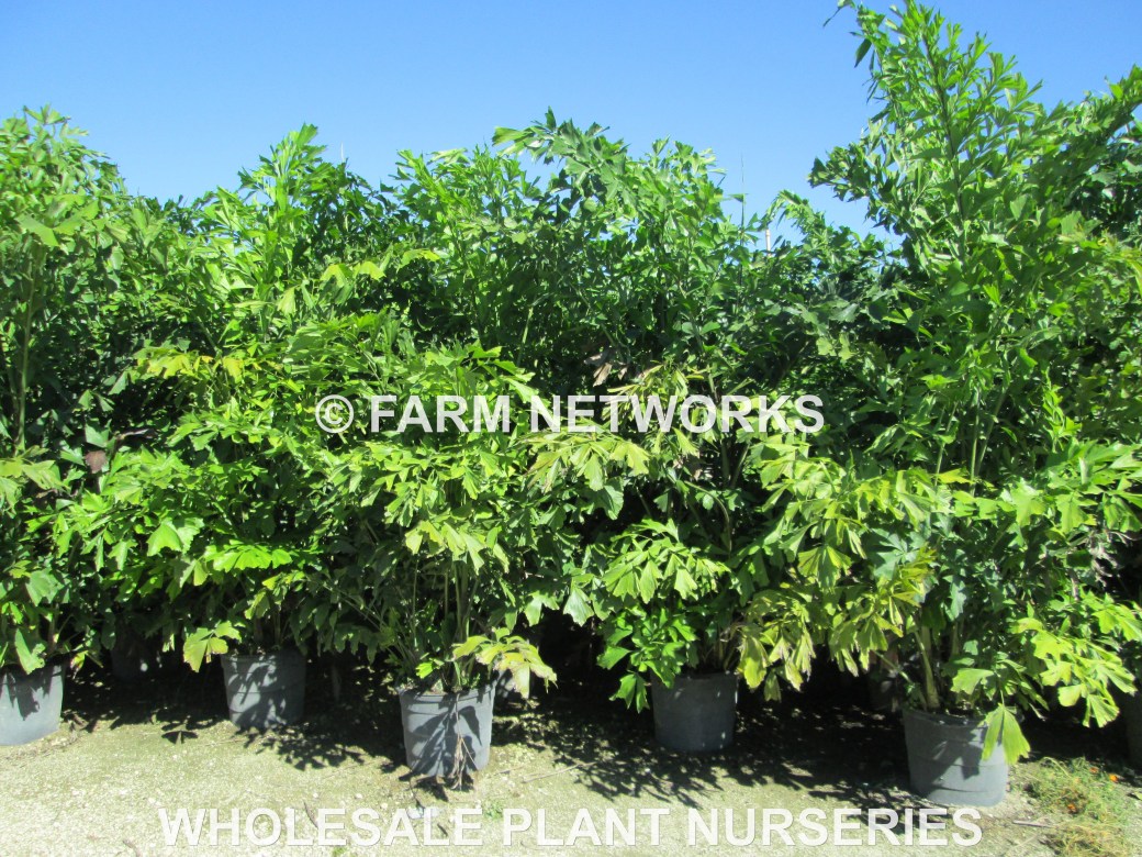 Fishtail-Palm-Trees-Florida