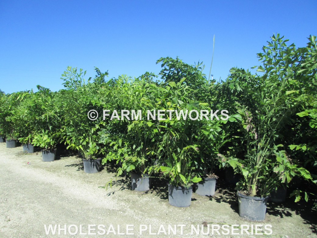 Fishtail-Palm-Trees-for-Sale